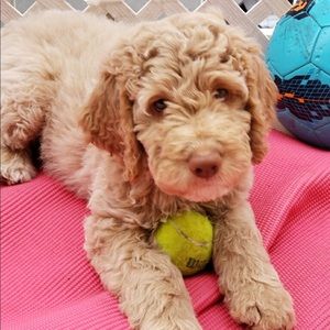 Meet your Posher, Madina